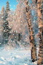 나무에-눈이-쌓여-쌓인-눈이-떨어지는-모습