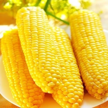 초당옥수수란? 유명 산지(의령, 밀양 등)