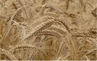 밀 재배 파종 밀도 월동 관리 도복 방지_4