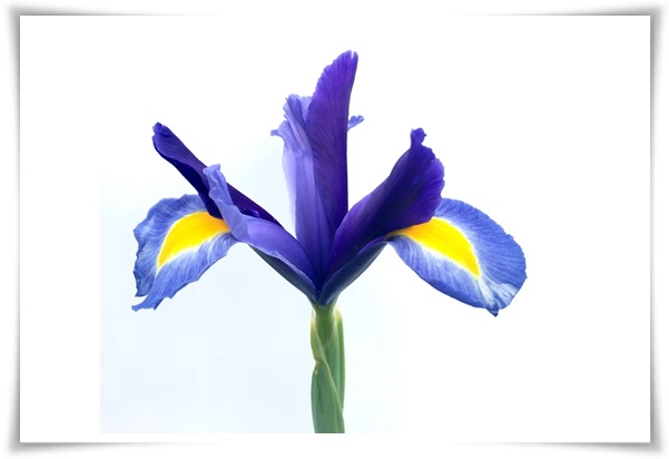 화초 &quot;붓꽃 키우기&quot; 아름다움과 놀라운 효능을 지닌 꽃 아이리스!