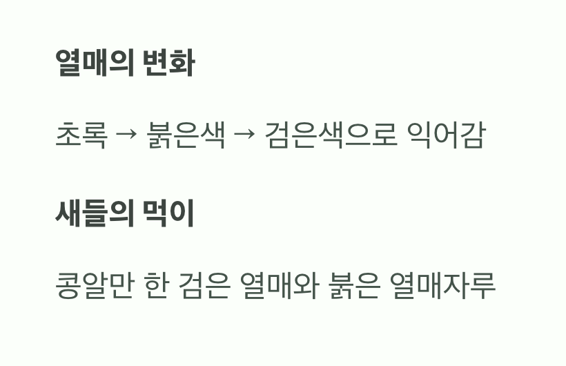 가을&amp;#44; 새들을 위한 붉고 검은 잔치