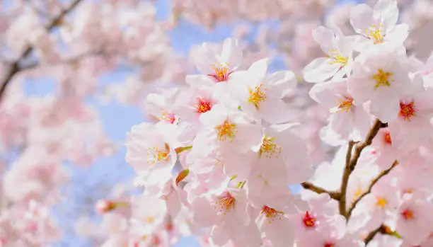 2026년-3월-꽃축제-일정-벚꽃-유채꽃-튤립-개화-시기