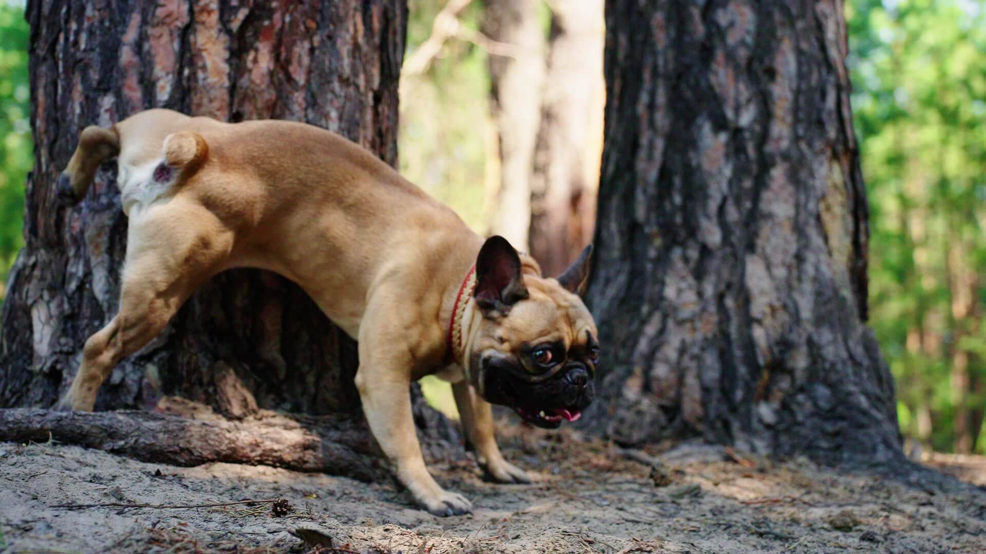 강아지 소변모습