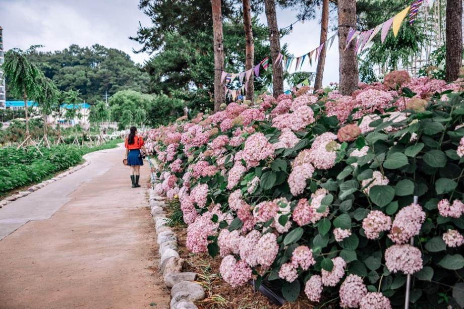 공주 유구색동수국정원 꽃축제