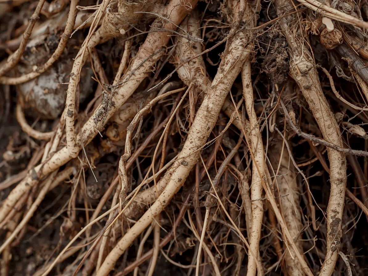 과다섭취주의 우엉차