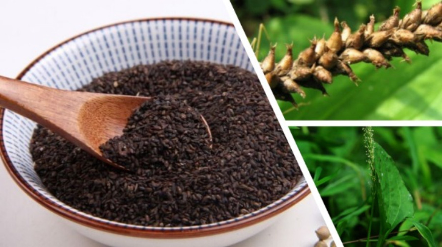 야생에서 채취를 한 질경이 풀의 씨인 차전지를 가득 담은 동그란 그릇에 나무 숟가락을 넣어둔 것과 그 옆에는 질경이 잎과 열매를 확대를 하여 찍은 사진