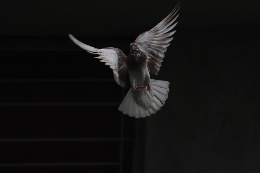 Pigeon