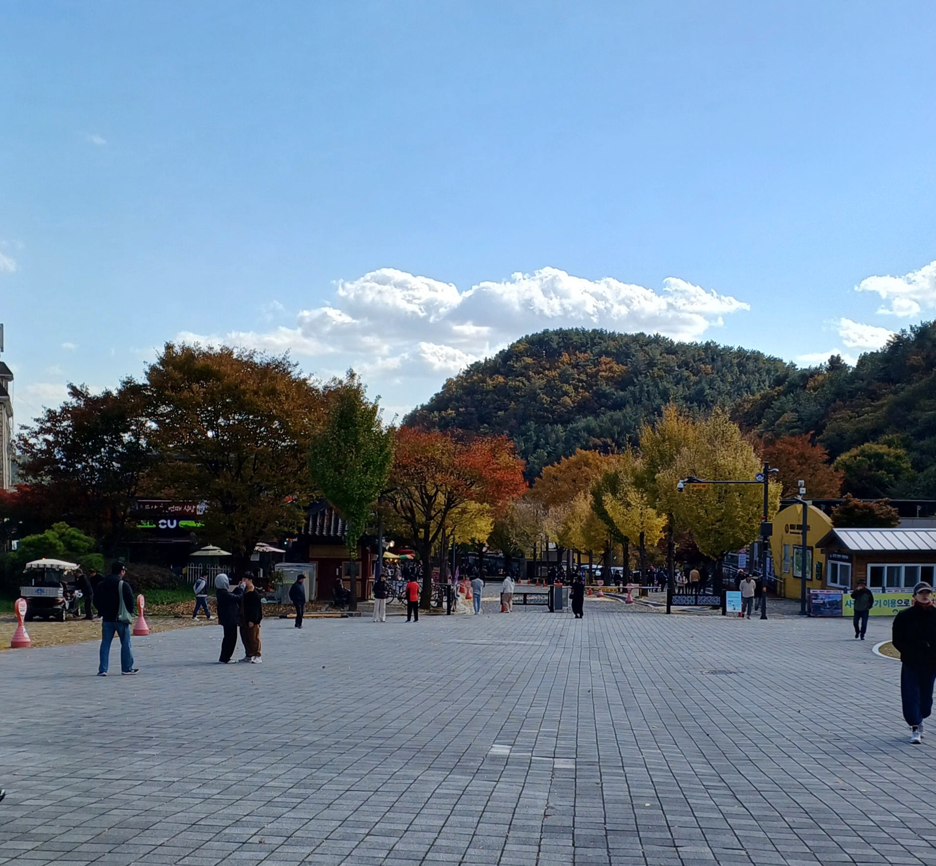 용문산-은행나무-5