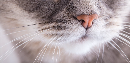 고양이 코 업.