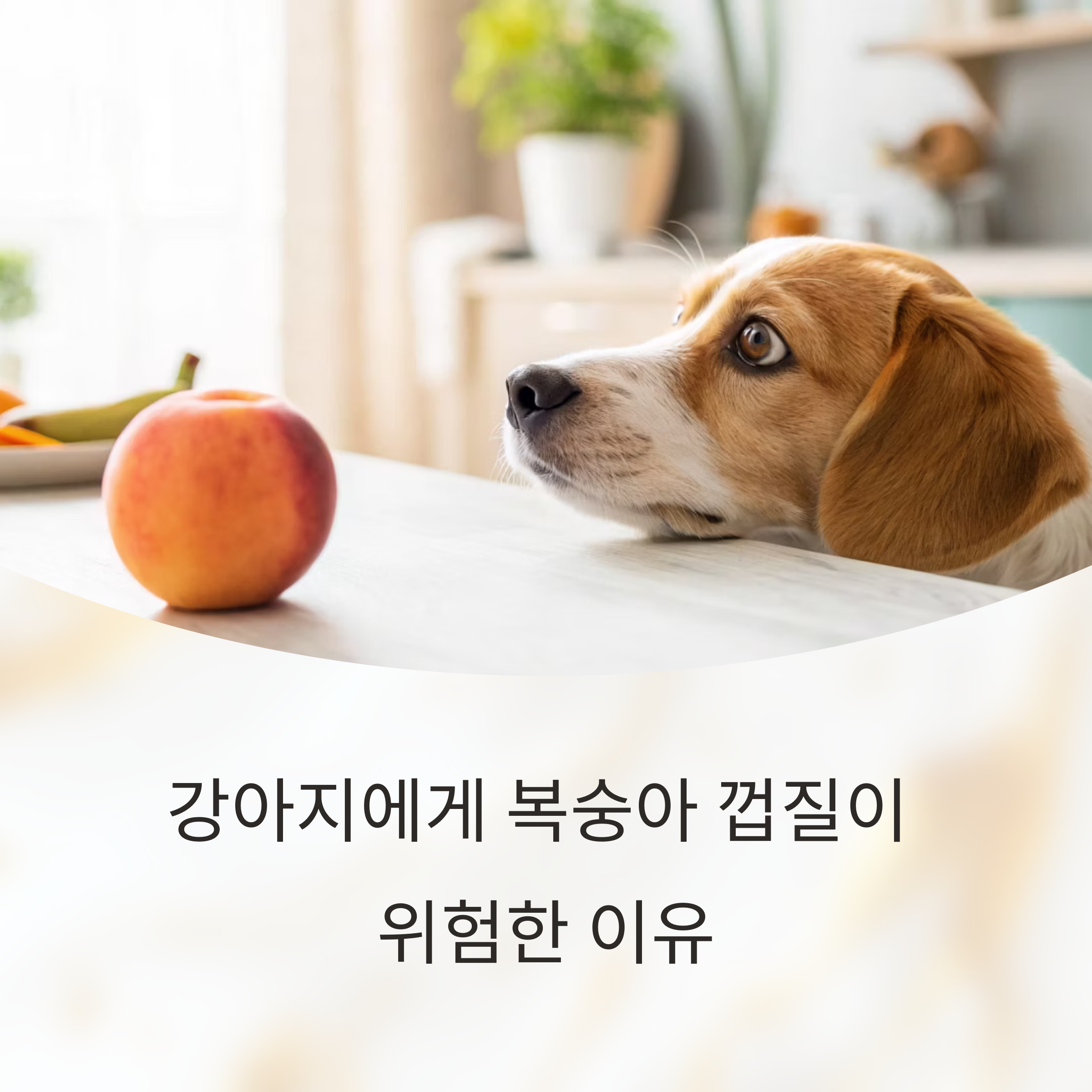 강아지에게 복숭아 껍질 위험과 대처법