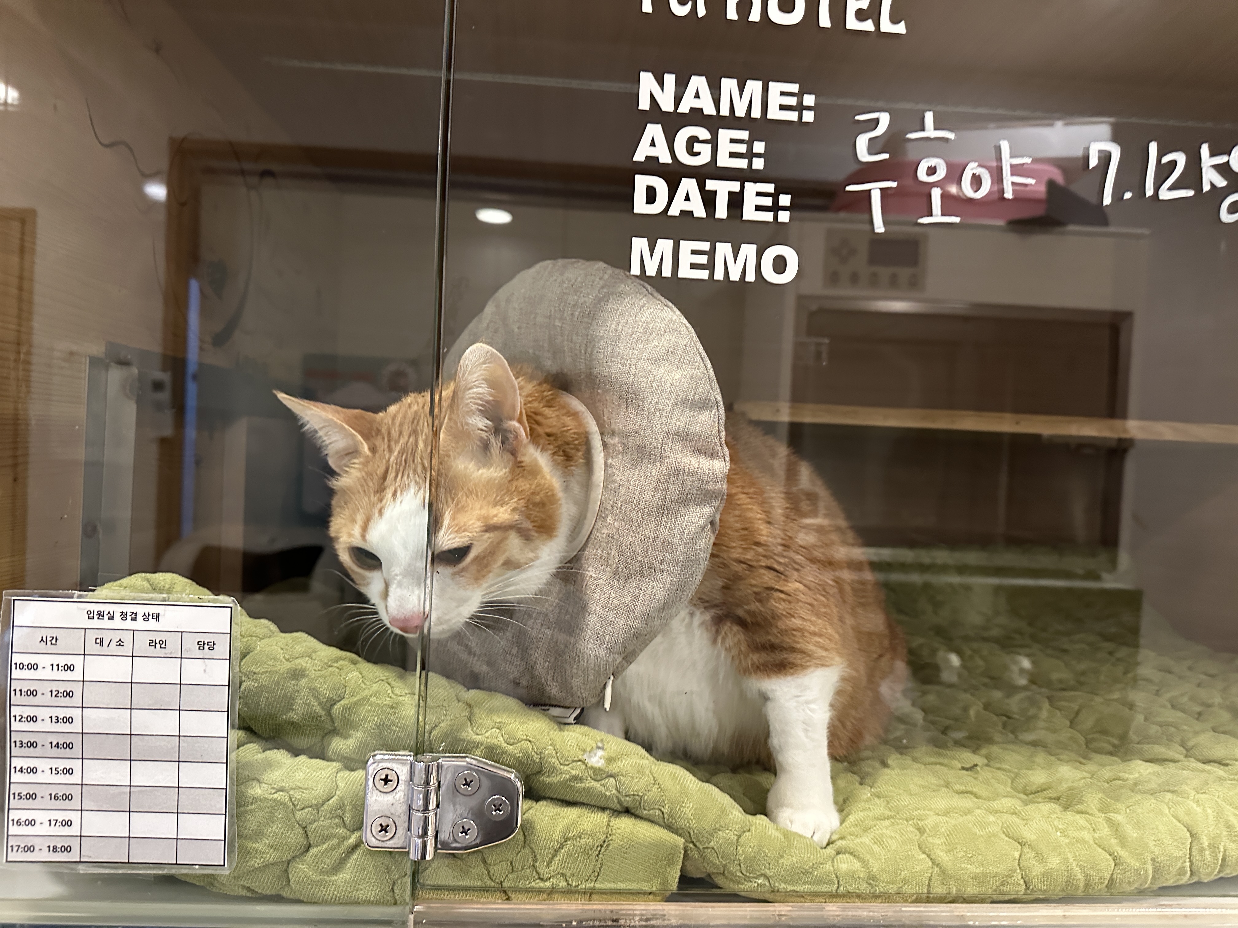 다시_입원한_호야