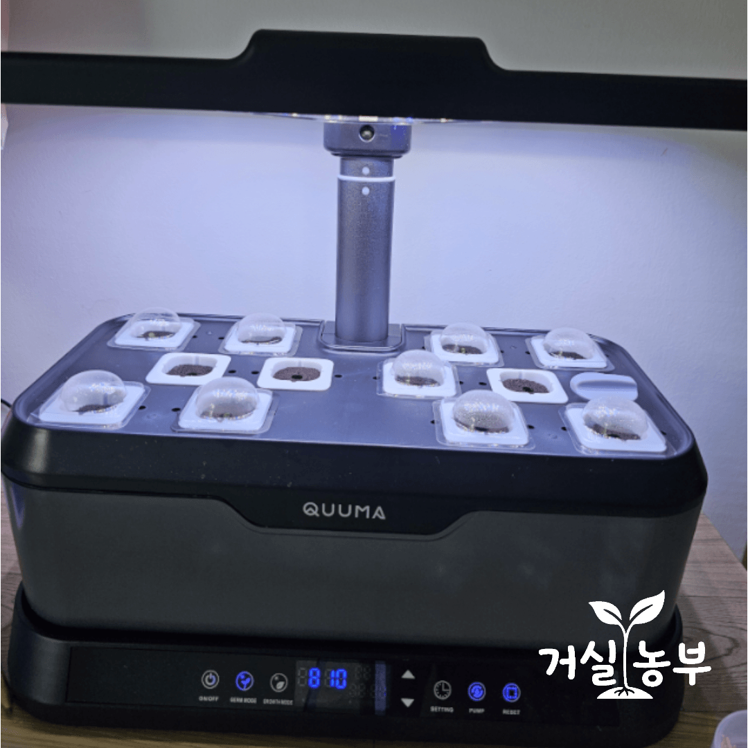 말레이시아 이포에서 깻잎 수경재배를 시작한 Quuma QI 1.0 수경재배기
