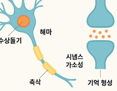 시냅스 가소성과 학습의 원리