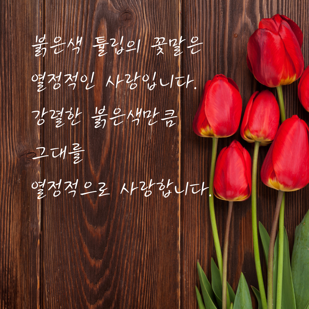 튤립 꽃말