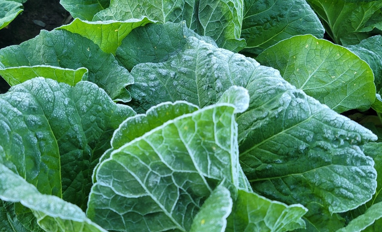 강원도 고랭지 절임배추 주문