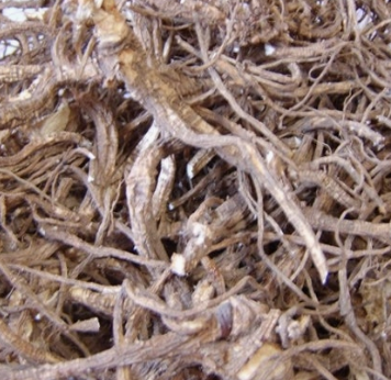 당귀 효능 부작용 뿌리 고르는법