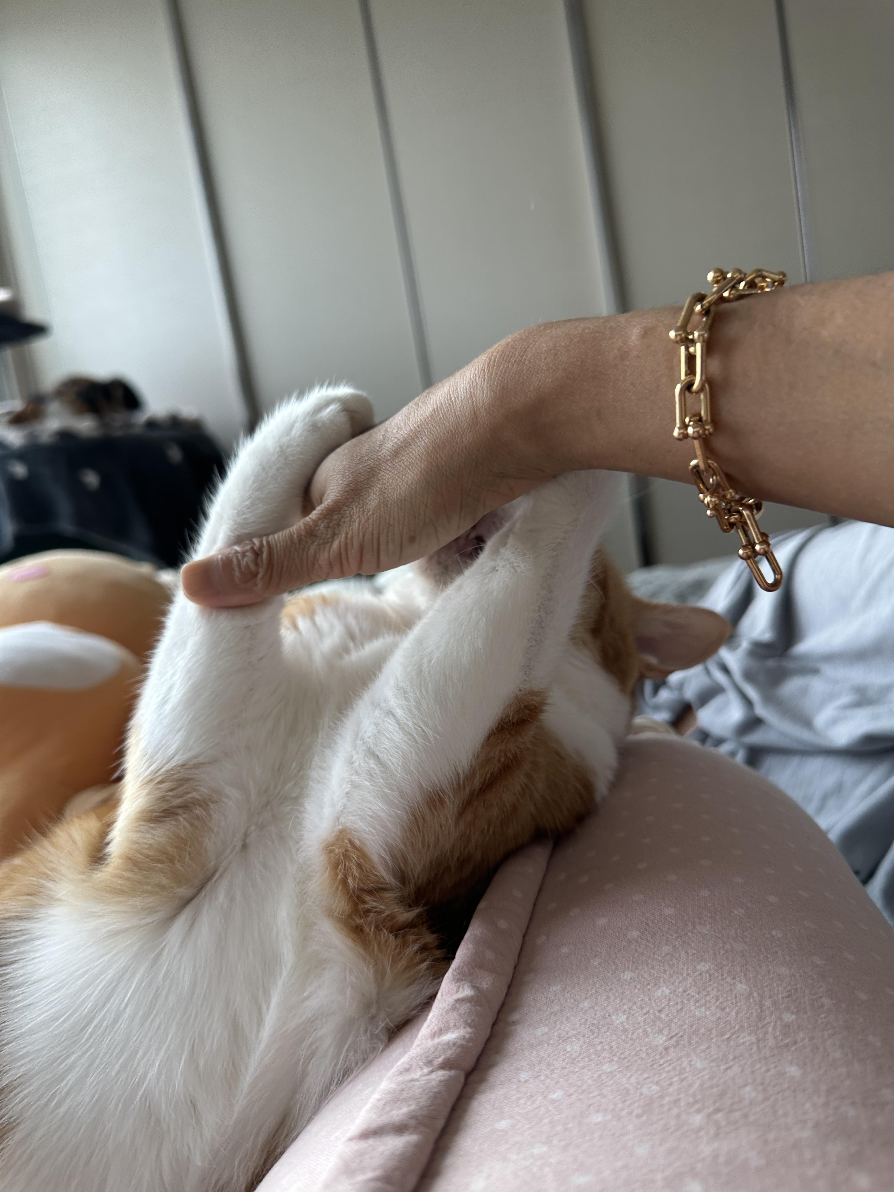 엄마_손을_두_앞발로_움켜잡은_호야