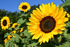 🌸 8월 탄생화: 해바라기 (Sunflower)