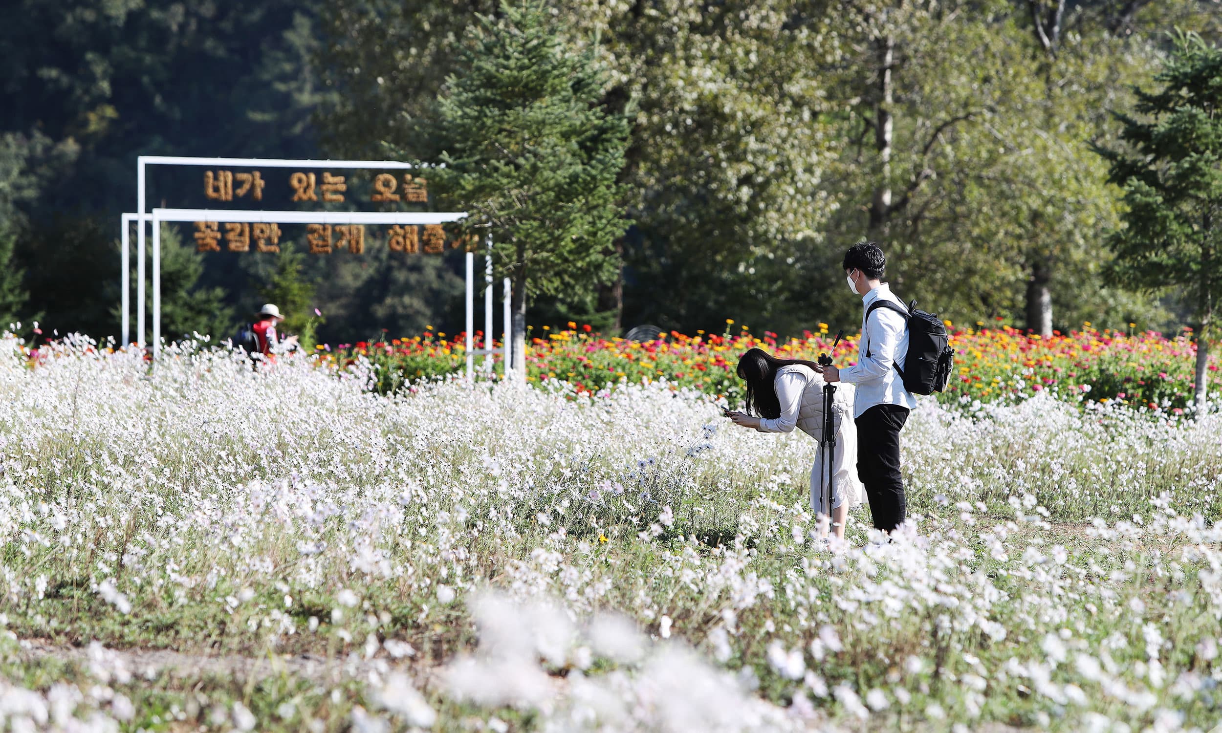 [5월~6월 축제]2025 자라섬 꽃 페스타❘기간, 일정, 체험 및 프로그램, 전기차 운행 안내