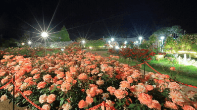 곡성 장미축제 기간, 입장료, 초대가수