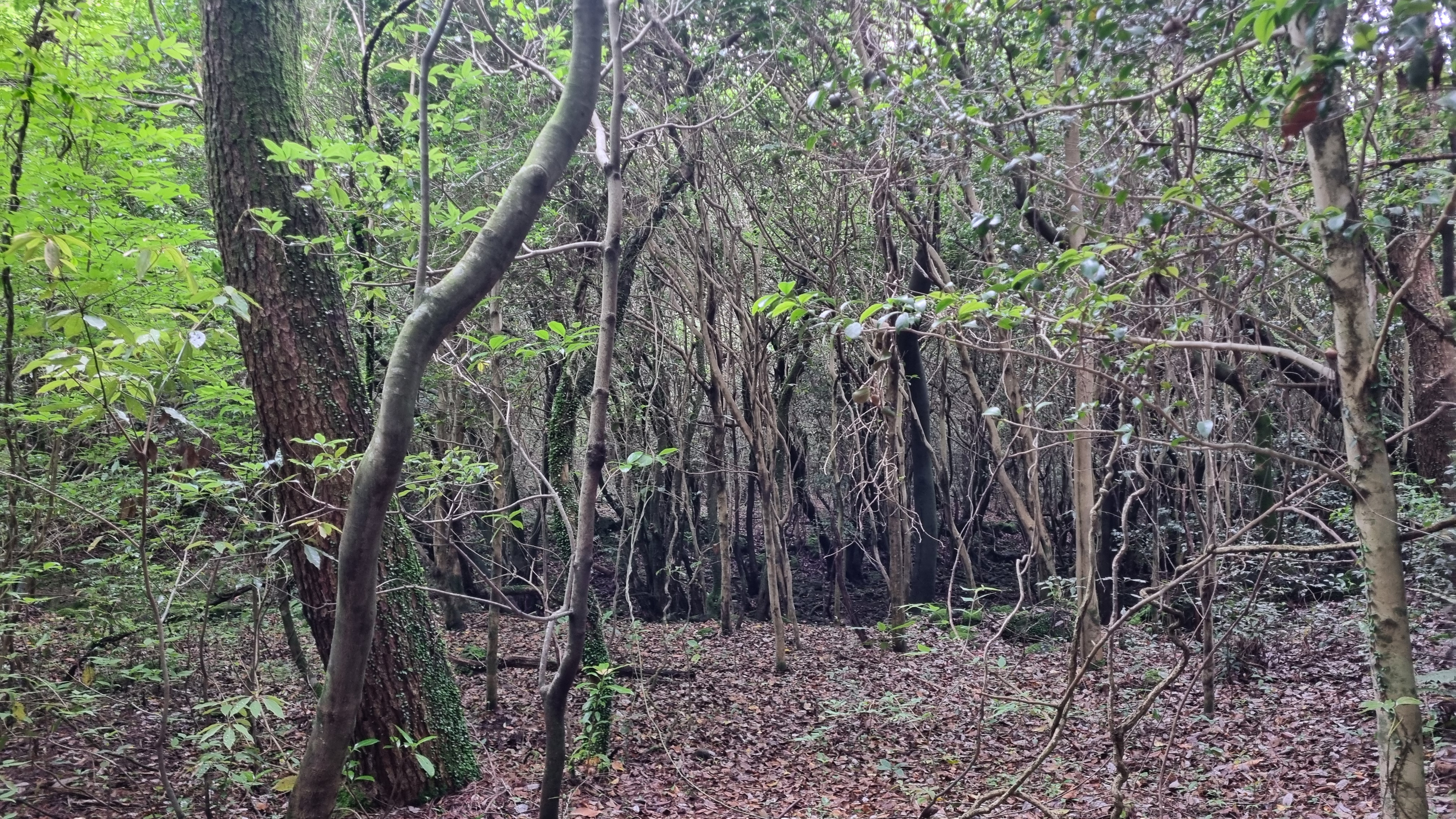 제주 추억의 숲길