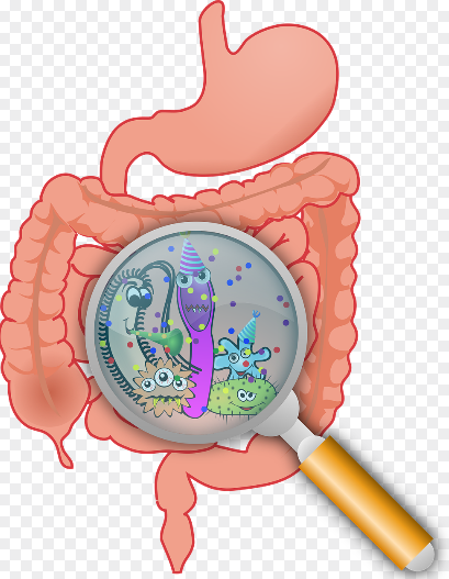 장 건강 관리: 몸이 가벼워지는 식습관