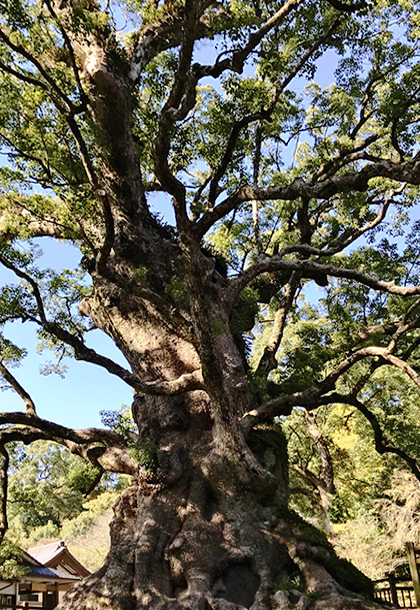 녹나무 사진이미지