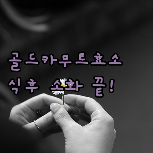 골드 카무트 효소 내돈내산 후기 속 ..