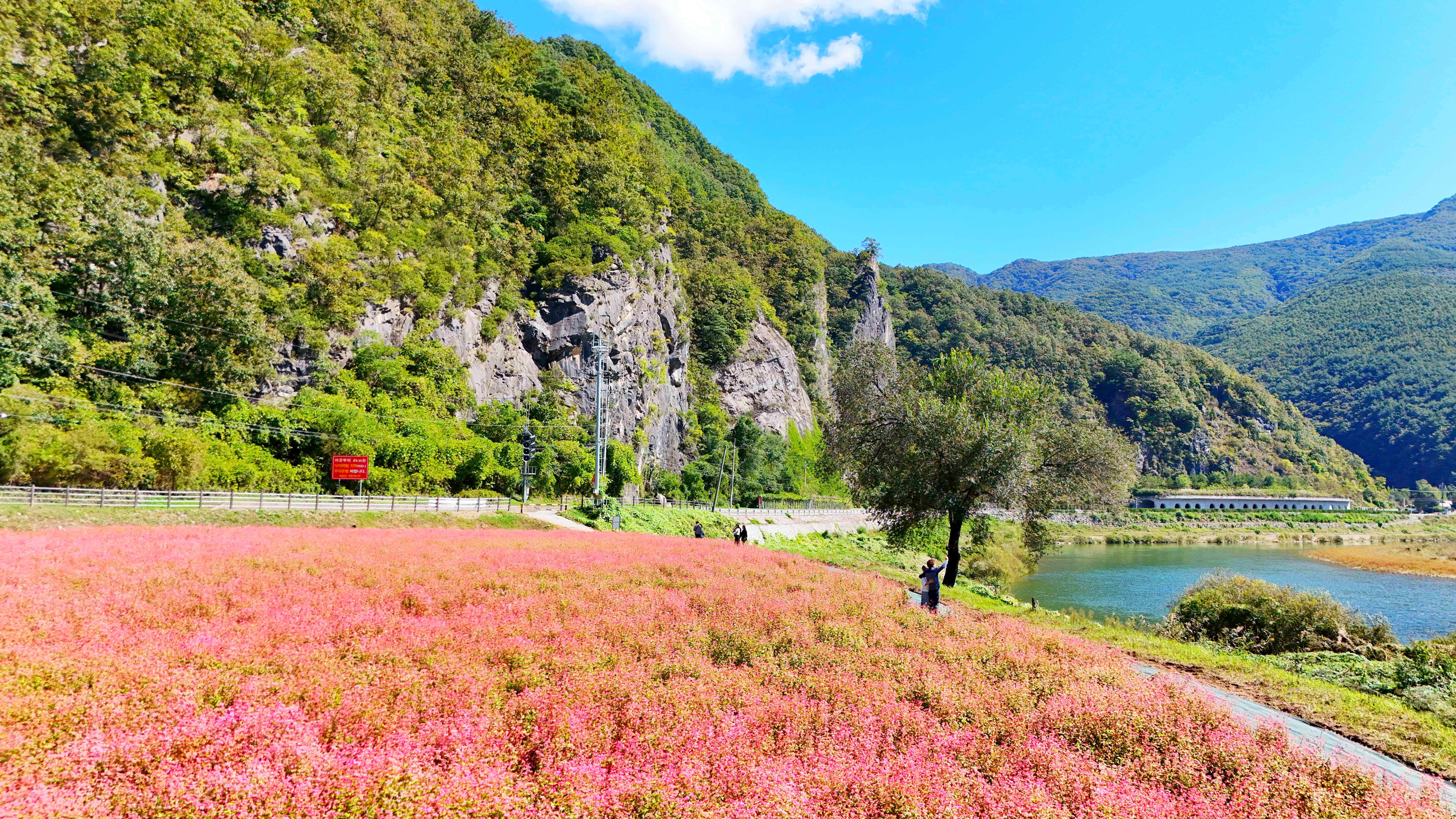 영월 홍메밀 축제