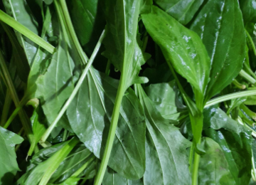 차전자피의 효능 핵심은 '이것'