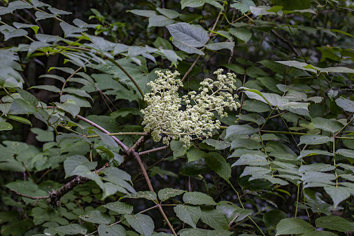 두릅나무 효능 4