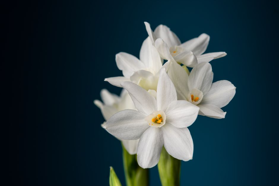 From above of blossoming white flowers on green stems with round shaped tender petals on dark background