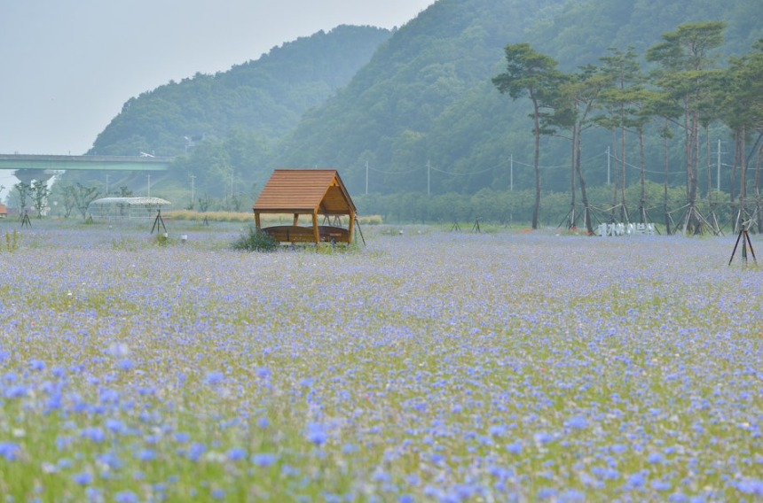 고령 어북실 수레국화 명소, 인생샷 명당과 개화시기 총정리!