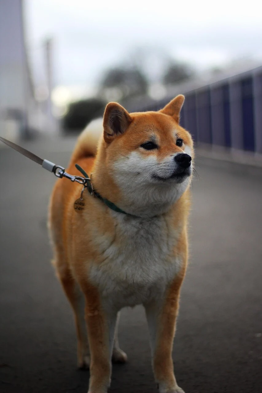 시바견 성격