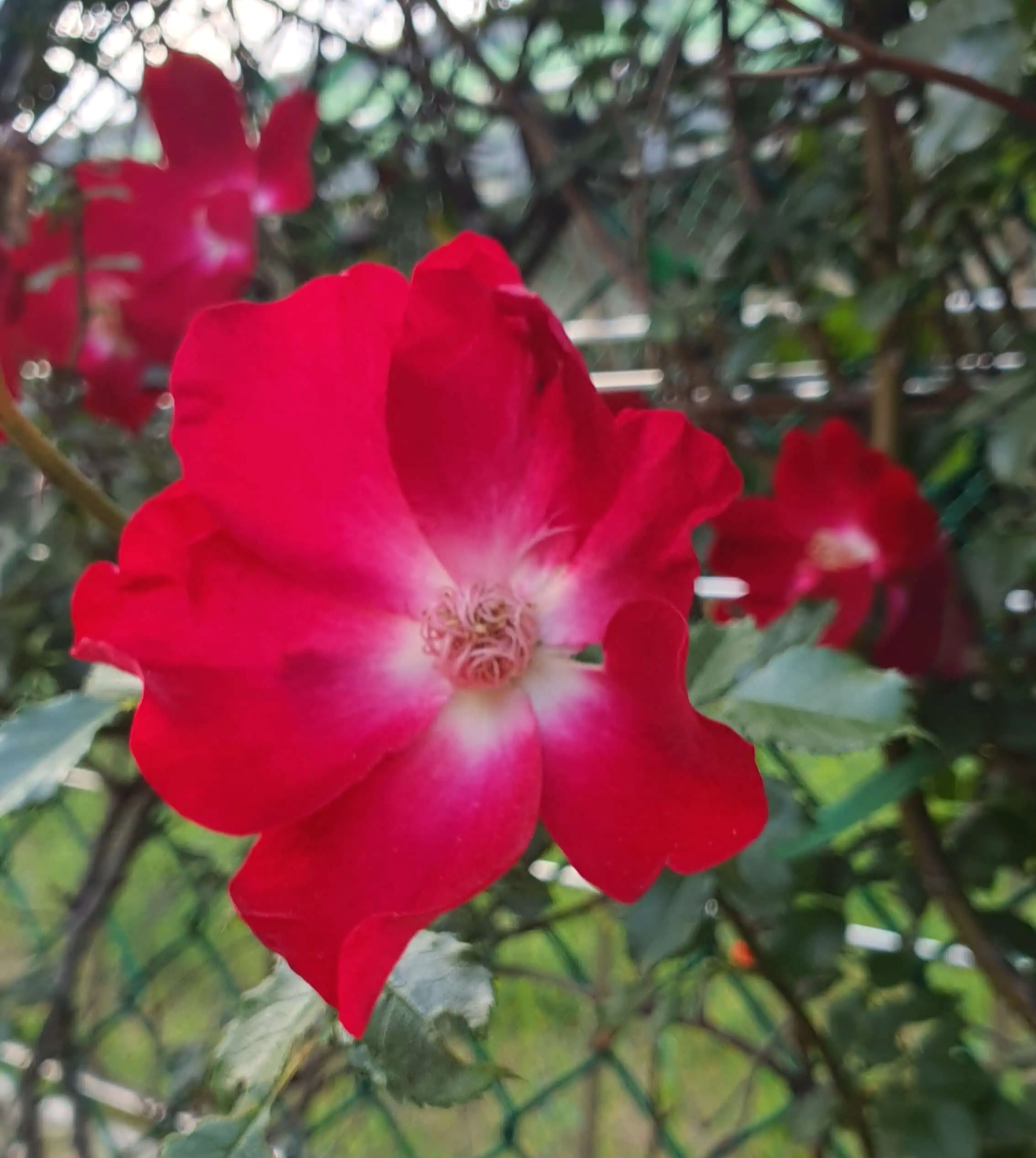 연한-주홍빛-장미와-새빨간-홑겹장미