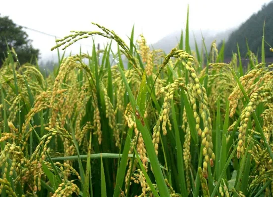 벼 재배 모내기 시기 분얼 관리 논 물대기_2