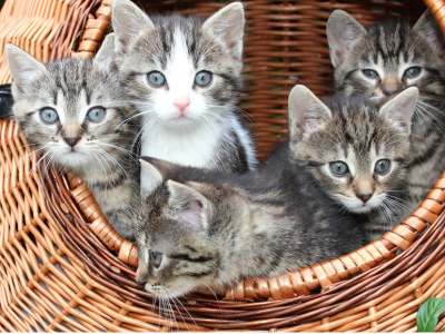 고양이가 집에 들어오는 꿈 해몽 해석 행운일까?