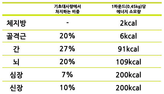 기초대사량 늘리는 방법 10가지 여자 남자 기초대사량 평균 계산법