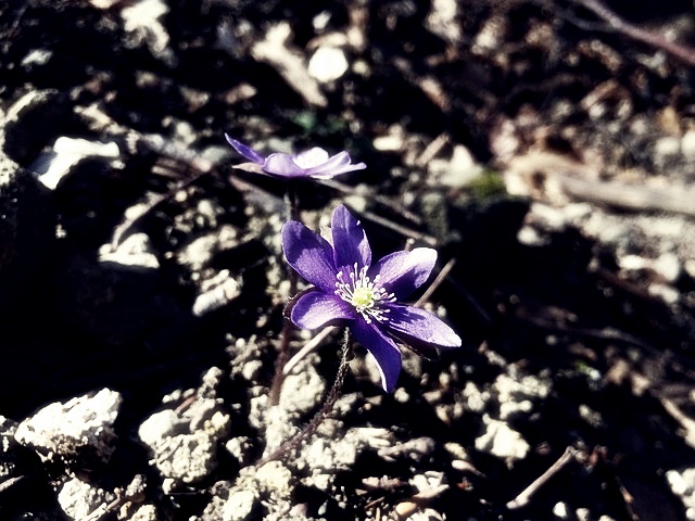 천일택배 배송 조회