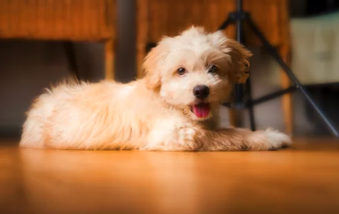 말티푸/출처:어도비스톡