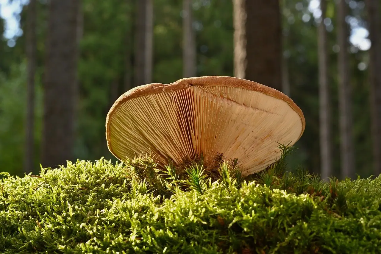 동충하초 효능 제대로 알기