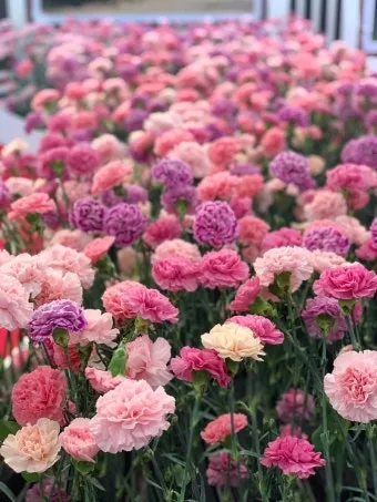 2025 고양국제꽃박람회 일정 사전예약 할인_18