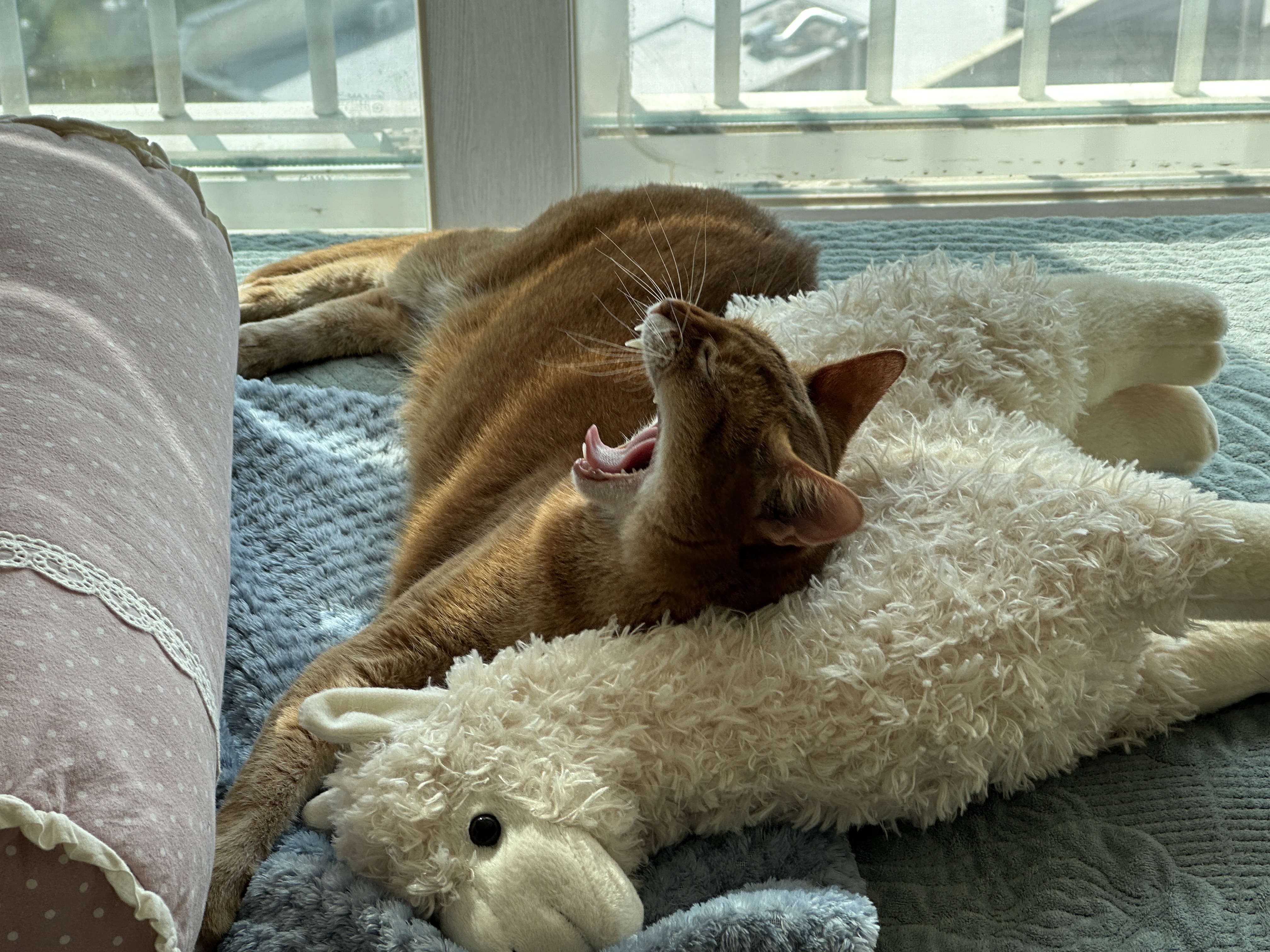 라마_인형에_기대서_하품하는_루나