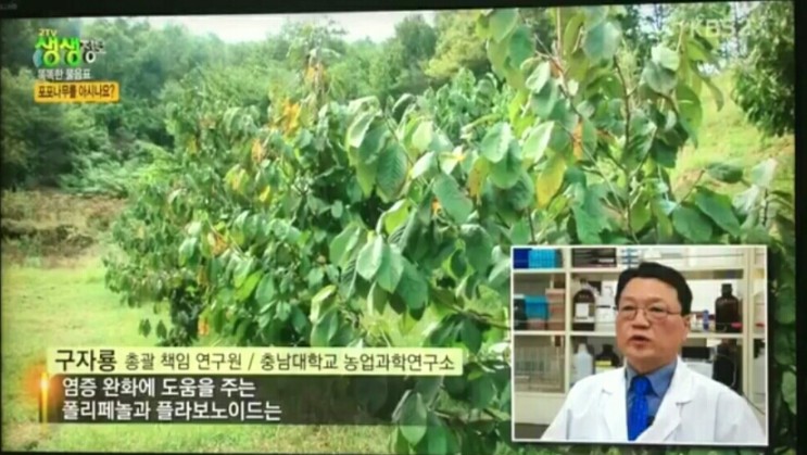  충남 청양 달콤한 항염증 성분 류마티스 관절염 특효 포포나무 분양하는 곳 전국 택배 온라인 전화 주문 추천 