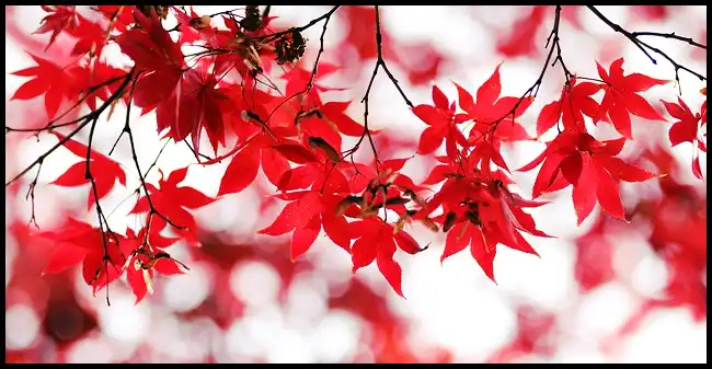 내장산 케이블카 예약방법, 요금, 주차장 정보 (+ 산행코스 )