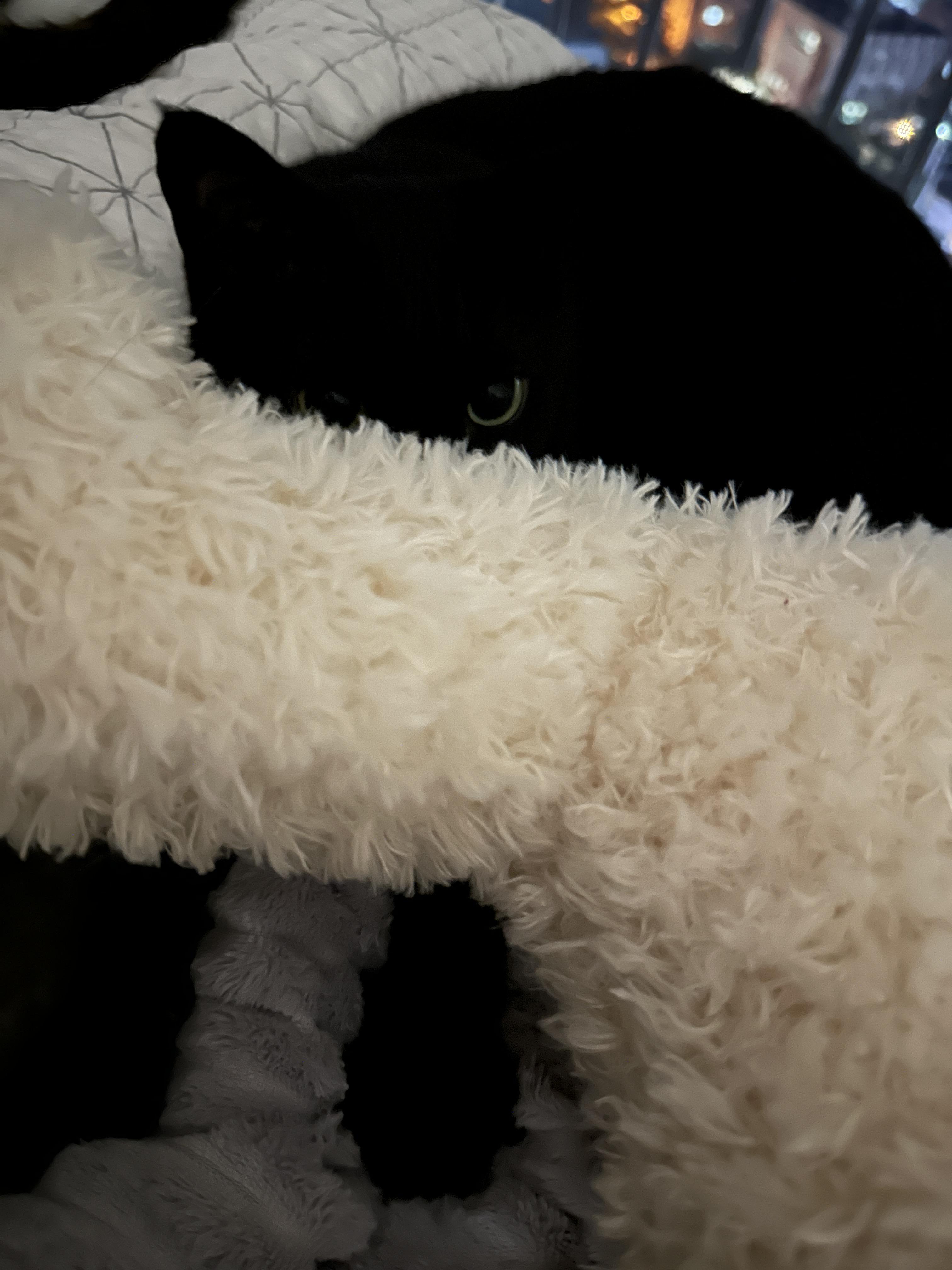 투슬리스_닮은_너무_이쁜_올블랙고양이_건이