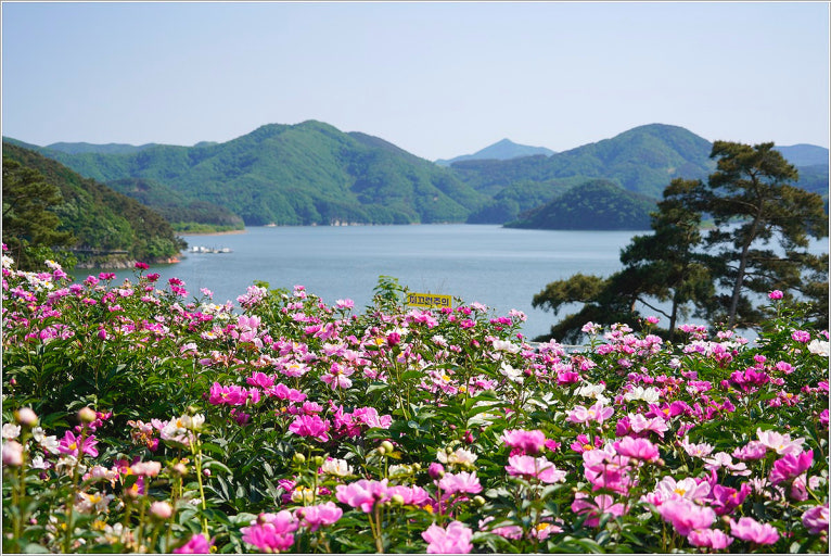 옥정호 작약꽃밭 사진