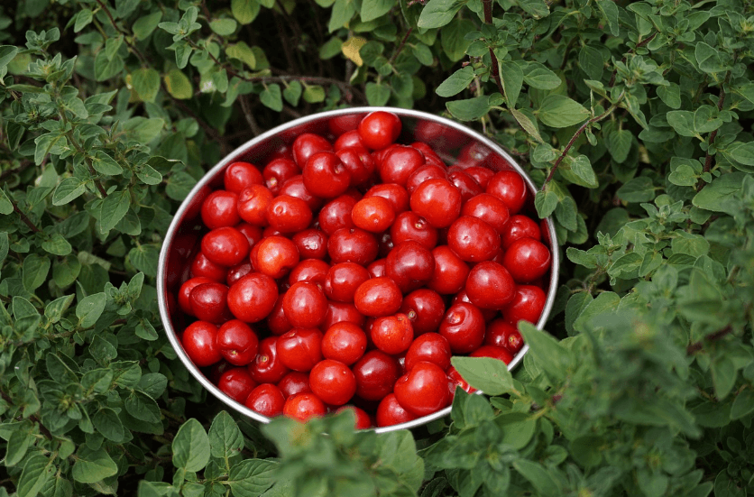 노화 늦추는 영양소 AGES억제 식물성식품 사진