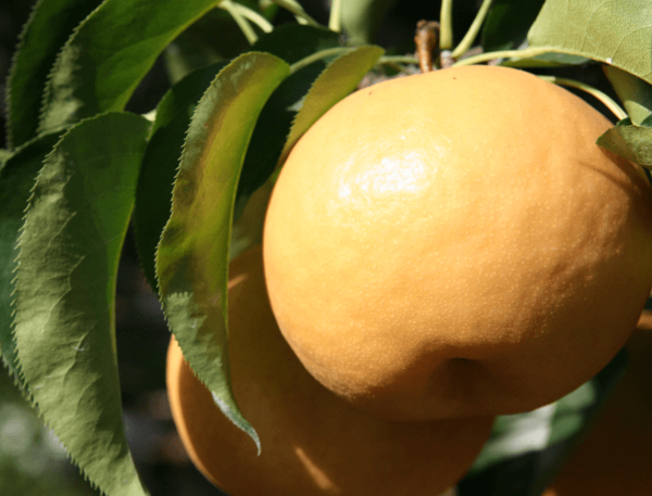 나무에 달린 배