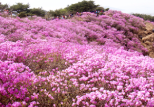 고려산-진달래-축제